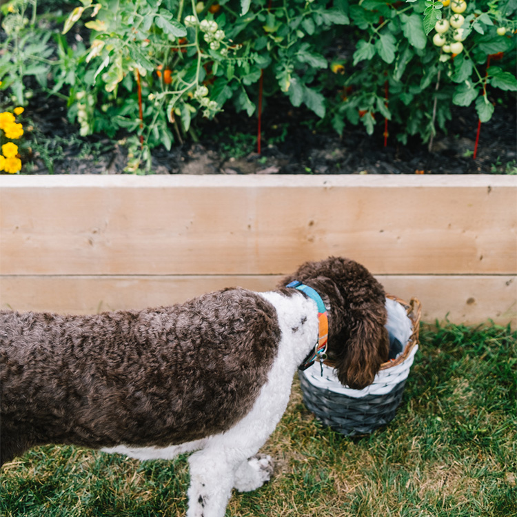 A dog outside, with its head in a basket, beside a garden bed.