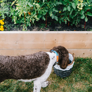 A dog outside, with its head in a basket, beside a garden bed.