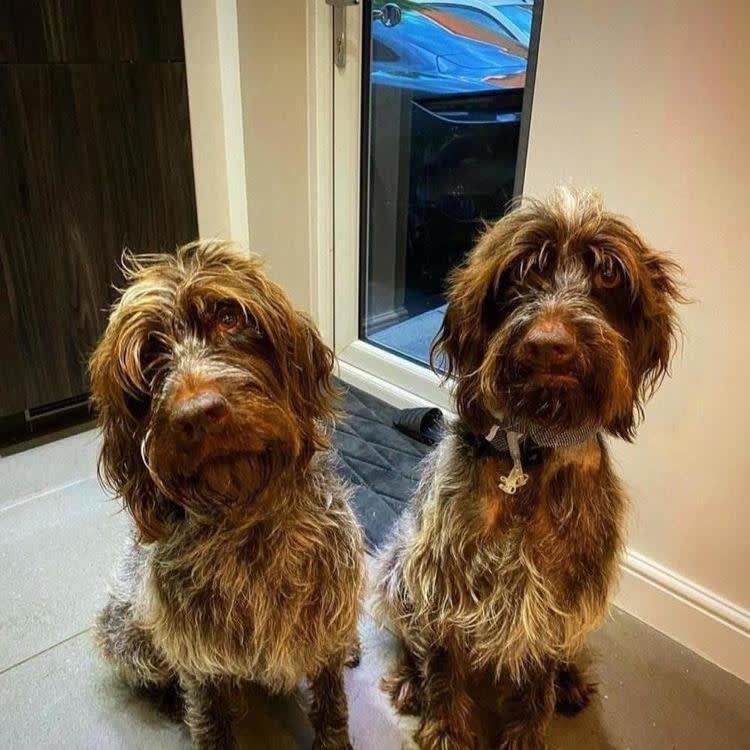 Two brown dogs who are brothers sitting and looking at the camera. 