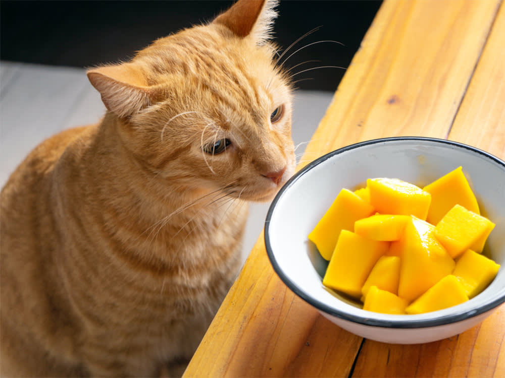 Orange cat sniffing cut up mango fruit.
