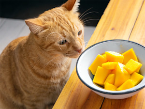 Orange cat sniffing cut up mango fruit.