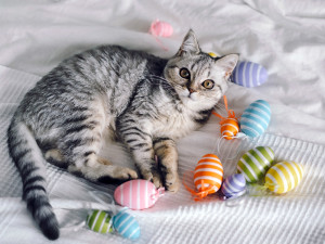 grey cat lying on bed surrounded by easter eggs