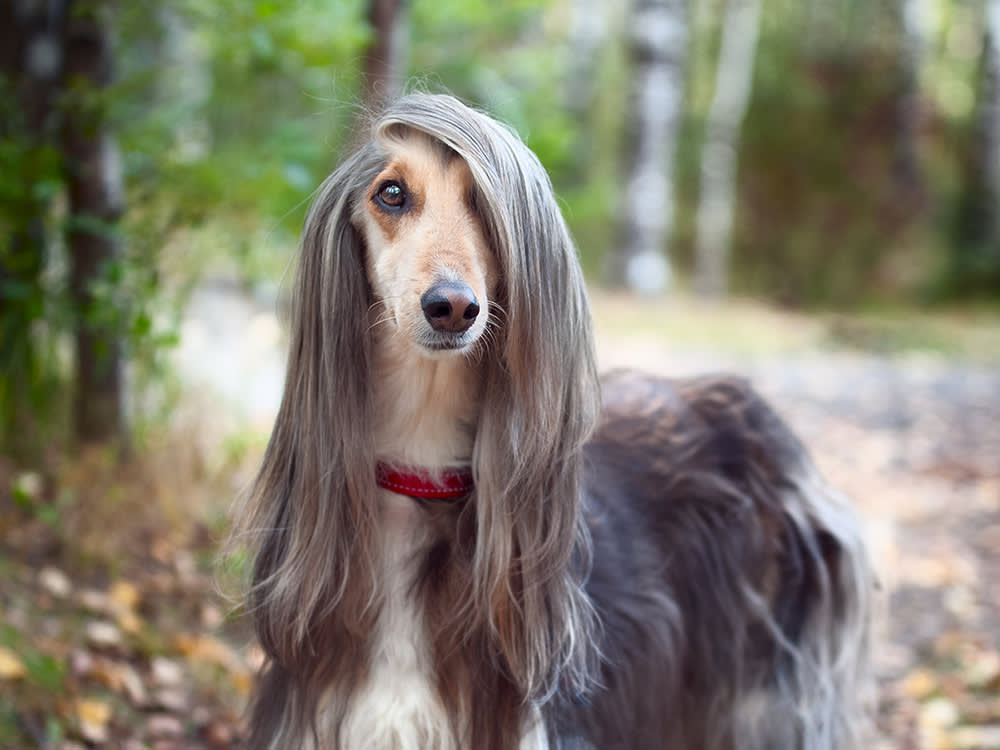 A afghan hound standing in the woods with long silky hair. 