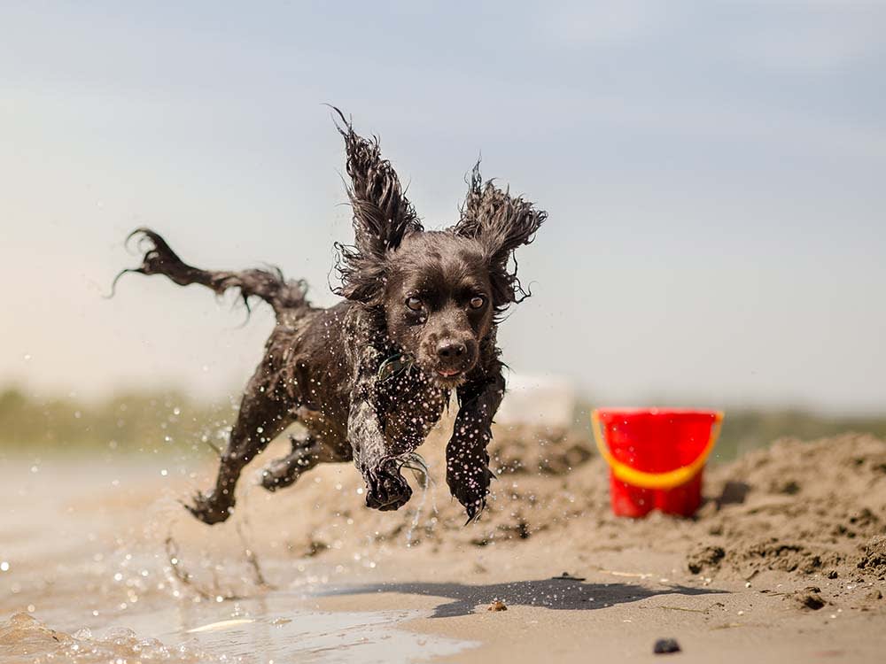 Dog running on the beach