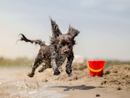 8 Dog Friendly Vacations In New England The Wildest