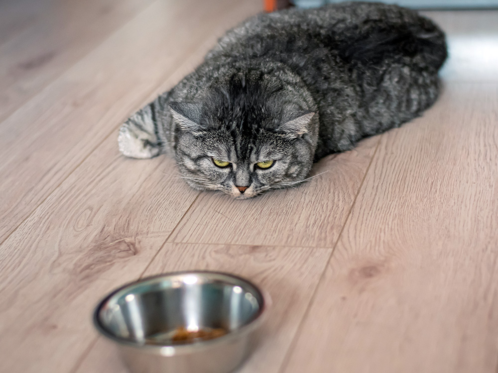 Cat not shop eating new food