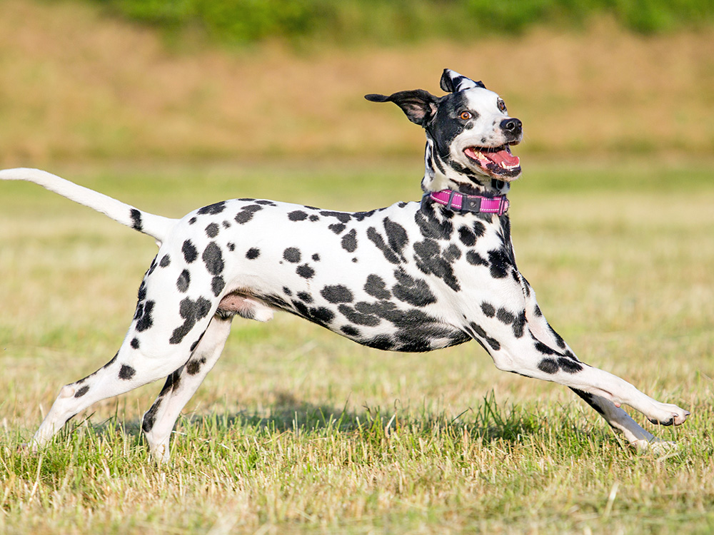 Dalmation running