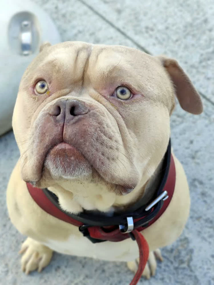 Dog abandoned at airport