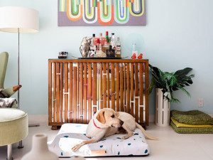 Tan dog laying on Lay Lo bed in a livingroom. 