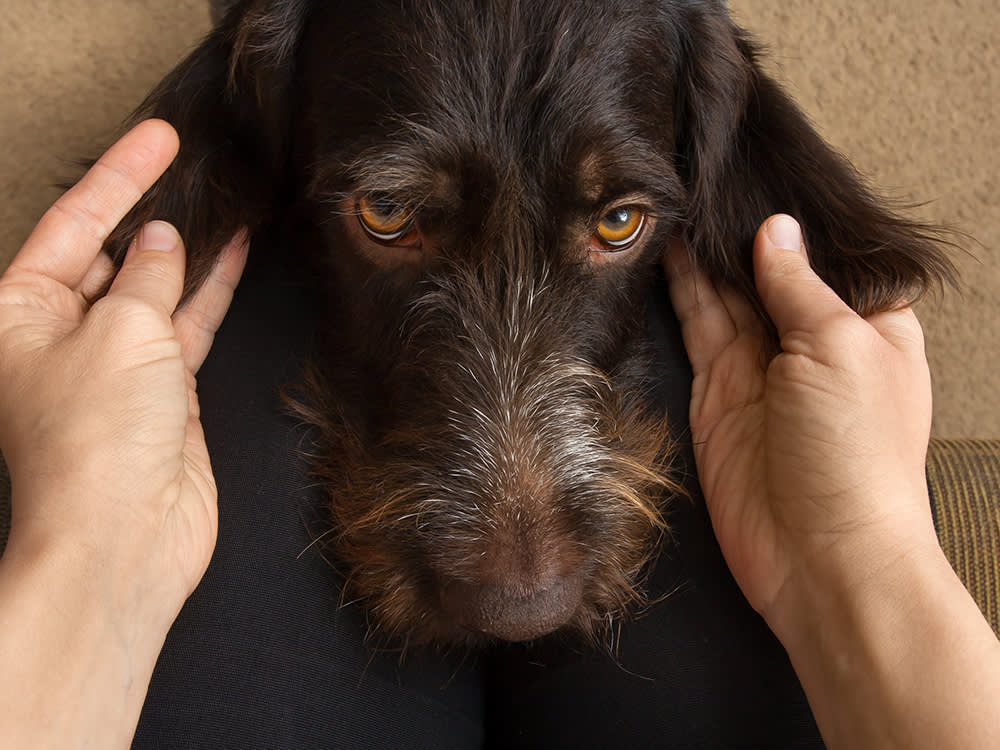 Dog laying his head on owners lap while owner holds his ears.