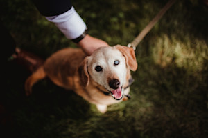 a picture of an old labrador with cataracts in one eye