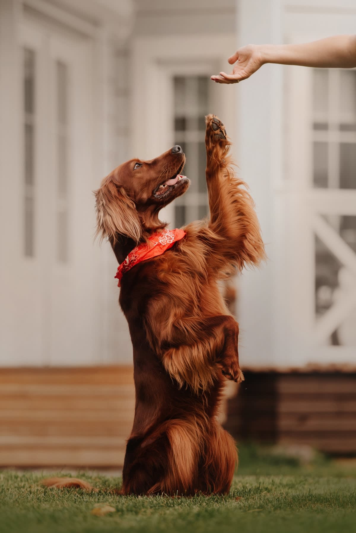 an irish setter with a red bandanna demonstrates a sit up and beg trick