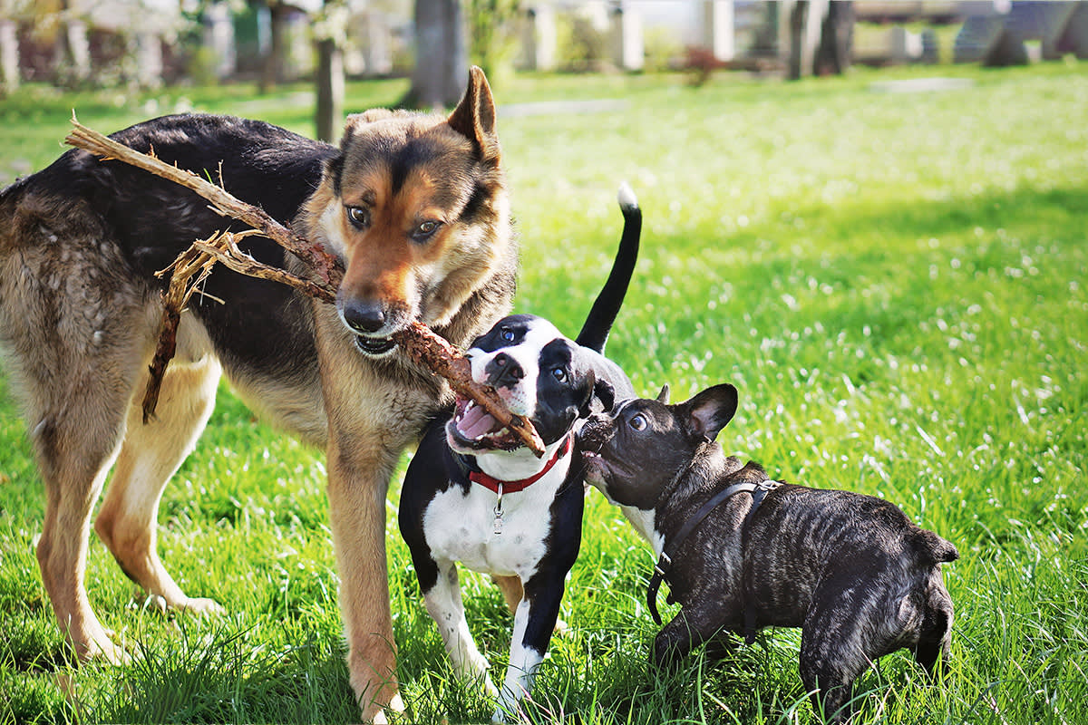 three dogs of different sizes playing with a stick