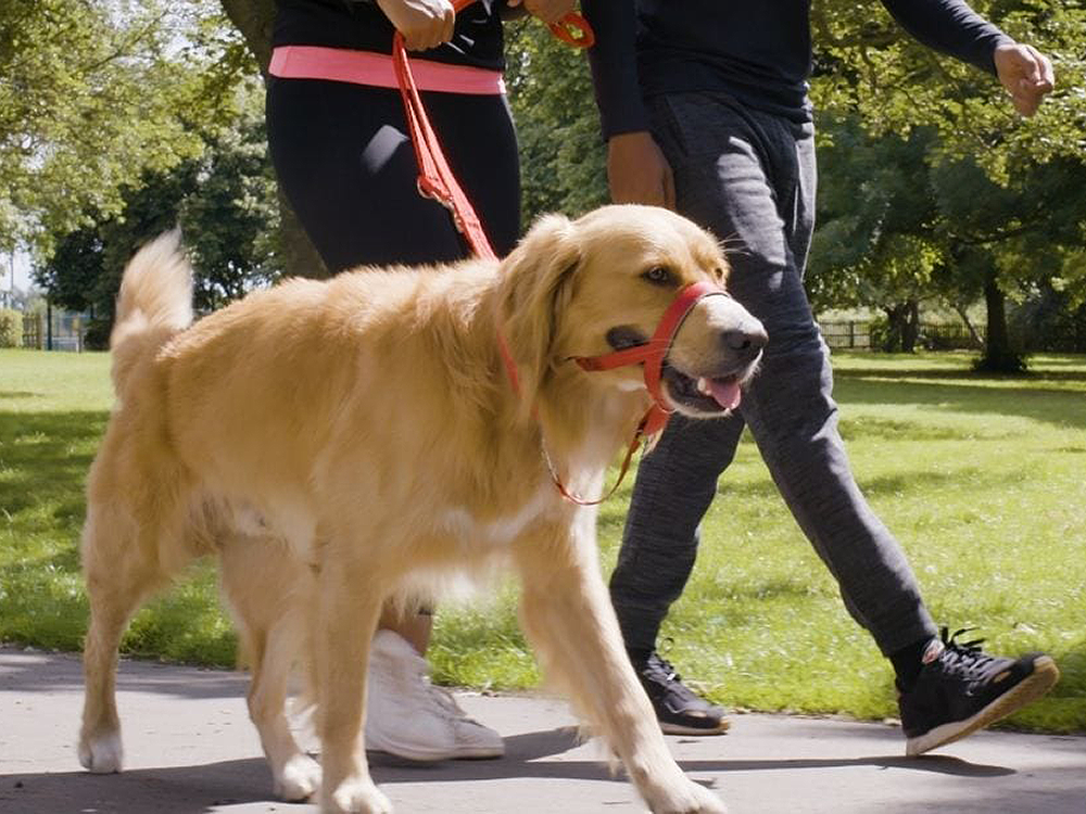 Large Golden Retriever being walked on a leash and wearing a Halti.