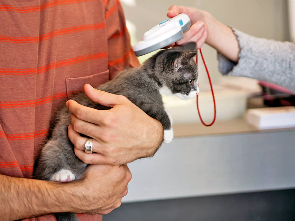 a man holds a kitten while a woman scans it for microchip