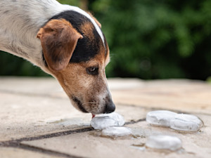 Dog licking ice cubes