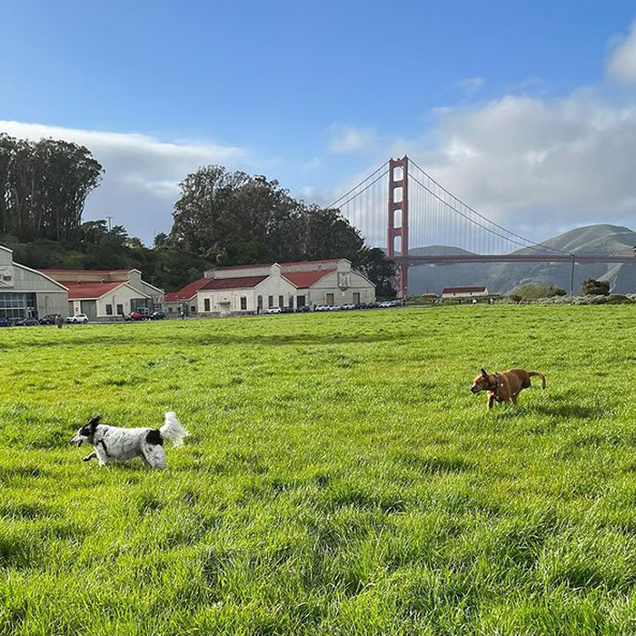 two dogs running in Chrissy Field