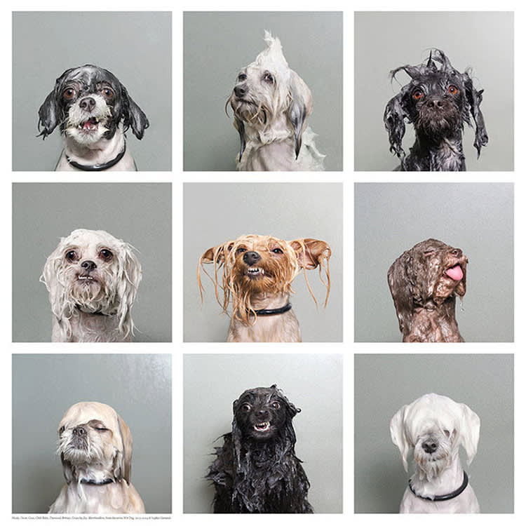 Sophie Gamand’s Wet Dog collection 