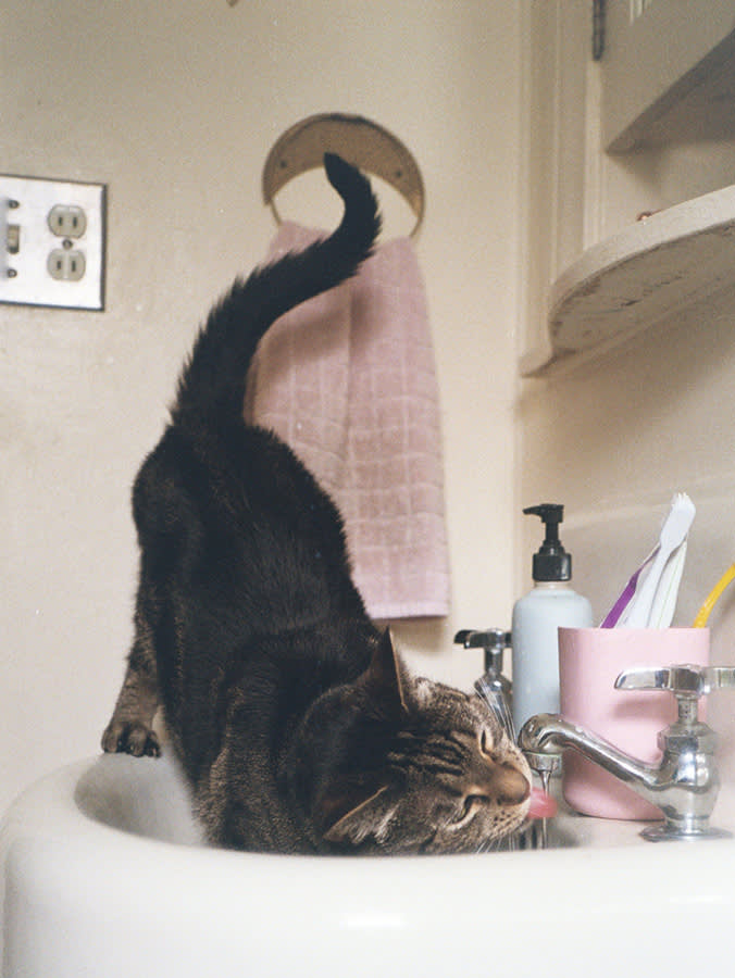 Tabby cat leaning into a porcelain sink, tail curled in the air, as it sticks its tongue out to drink water from the faucet.