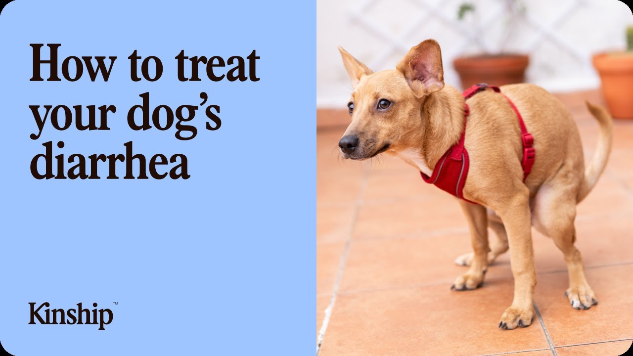 When to Worry About Dog Diarrhea & How to Treat It