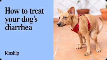 When to Worry About Dog Diarrhea & How to Treat It