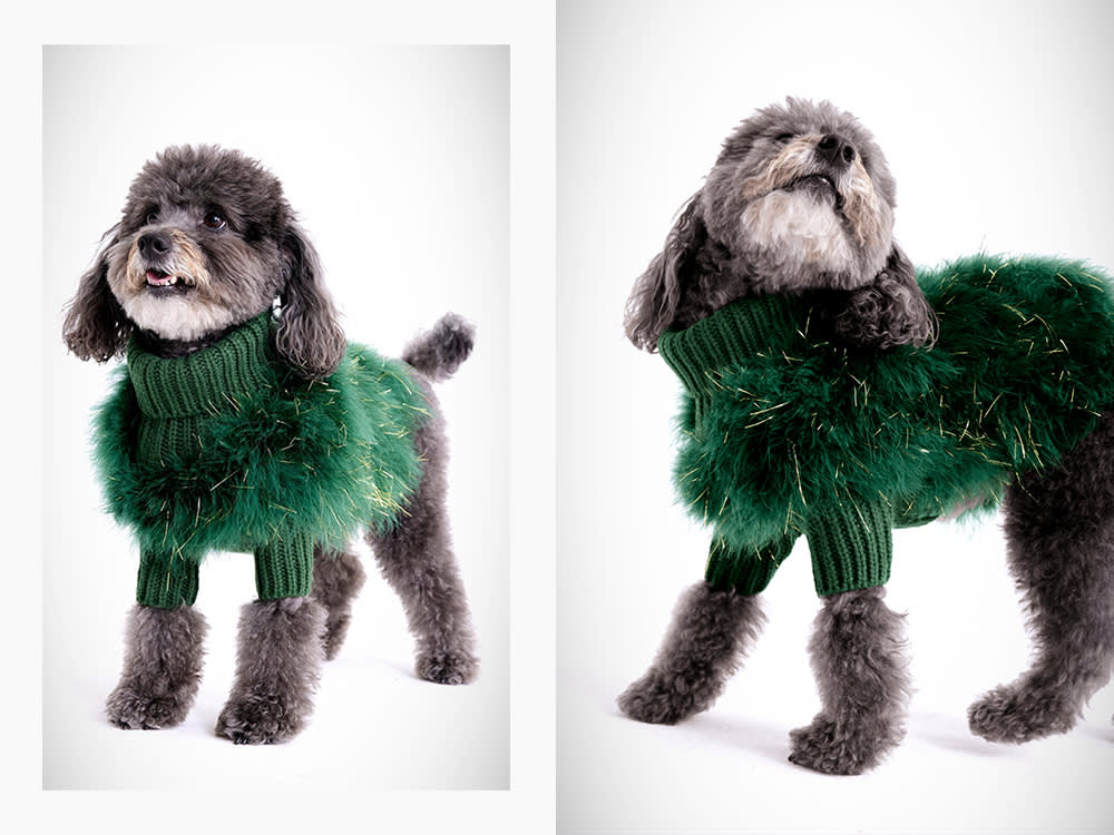 dog in sparkly green furry sweater