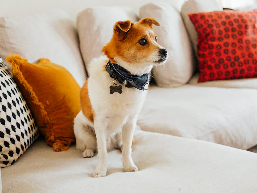 Dayna Isom Johnson's small black and orange dog on a couch