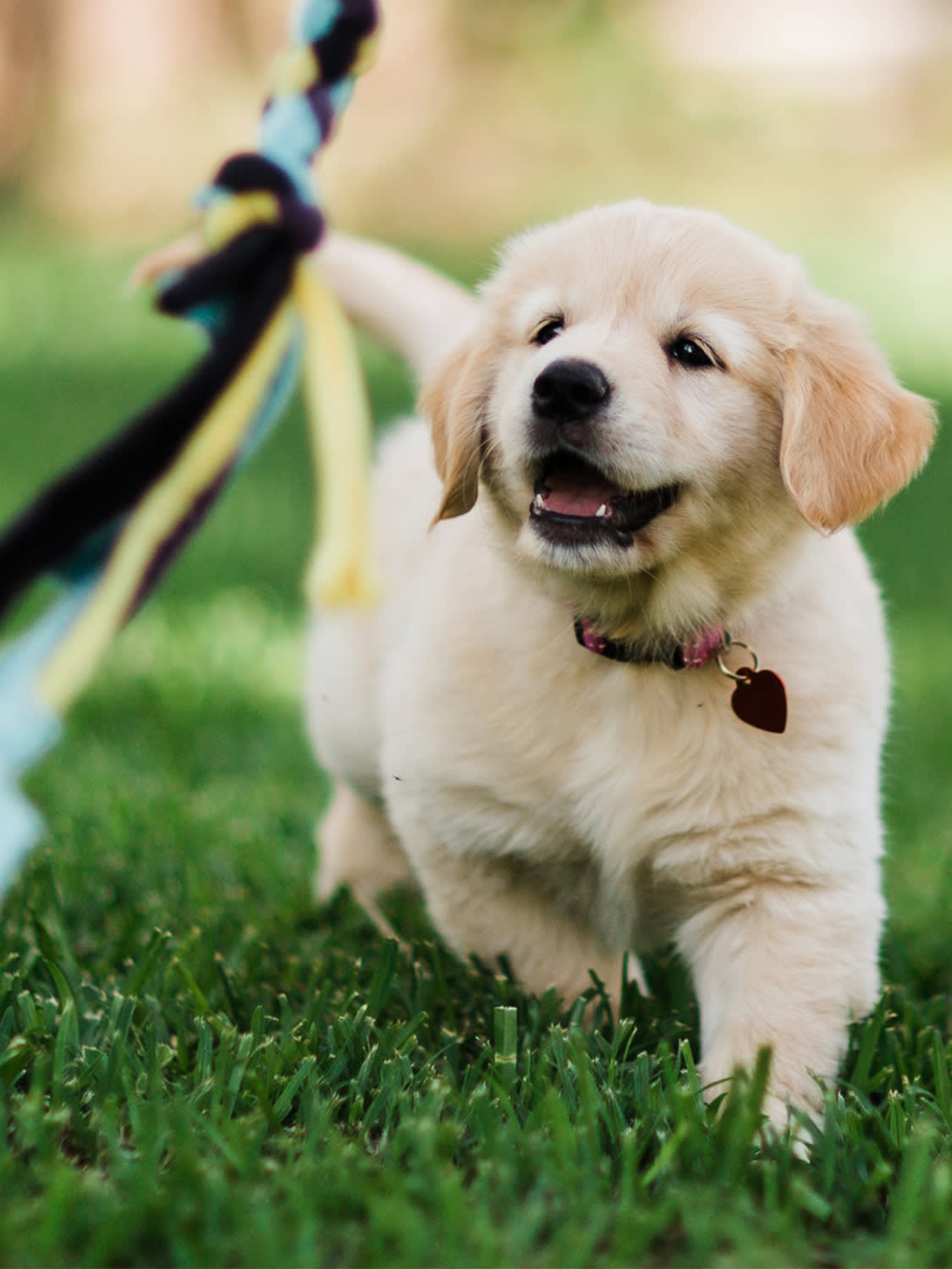 Golden Retriever puppy chasing a toy