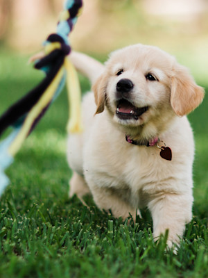 Golden Retriever puppy chasing a toy