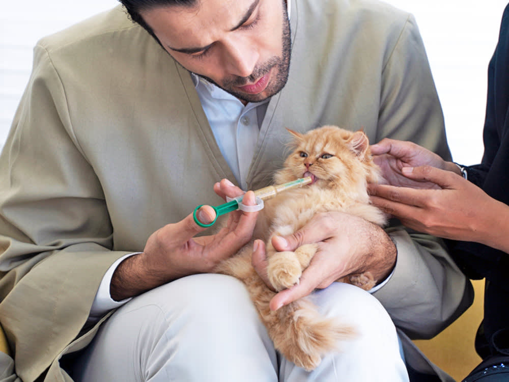 Vet giving small kitten medicine with syringe.