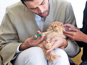 Vet giving small kitten medicine with syringe.
