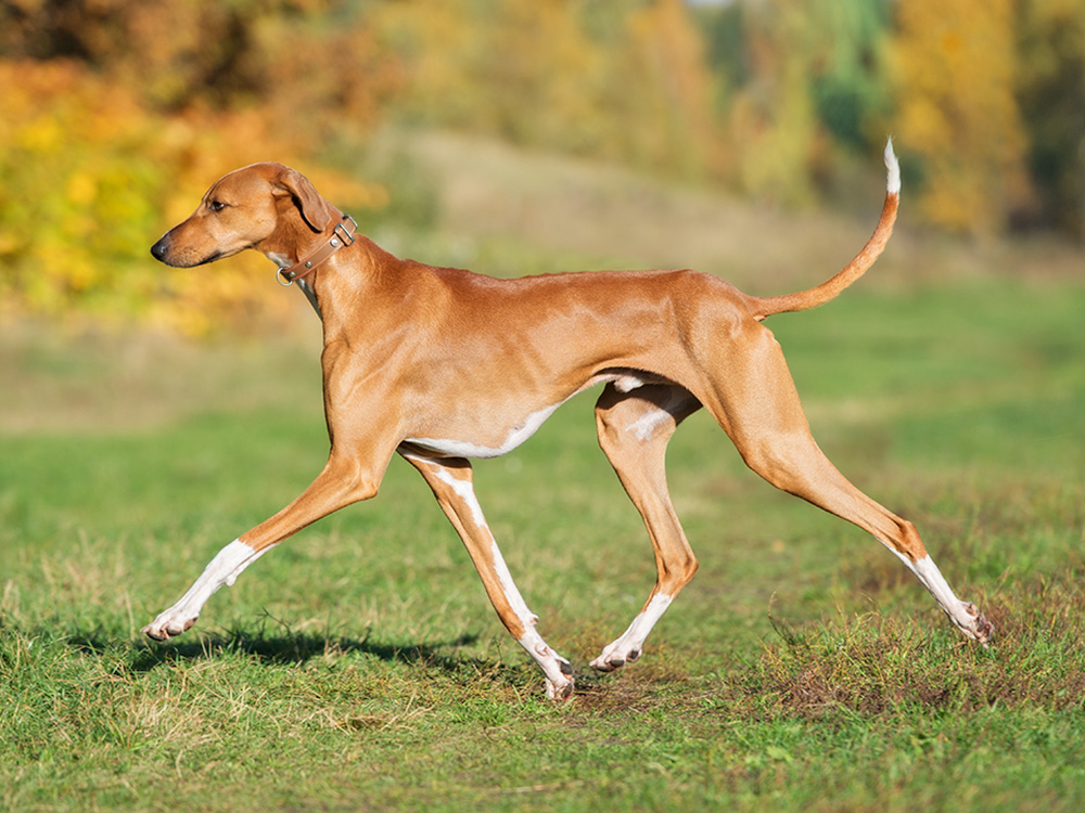 A very tall, skinny dog runs across a field.