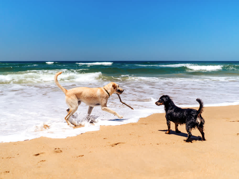 Labrador Retriever and Dachsund playing with a stick at the beach shoreline