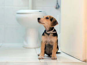 Puppy waiting in bathroom next to toilet.