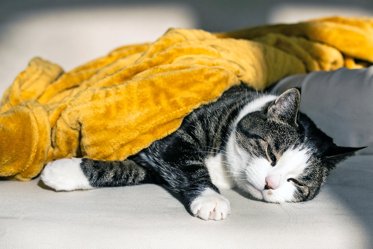 A sick looking cat lying on a blanket