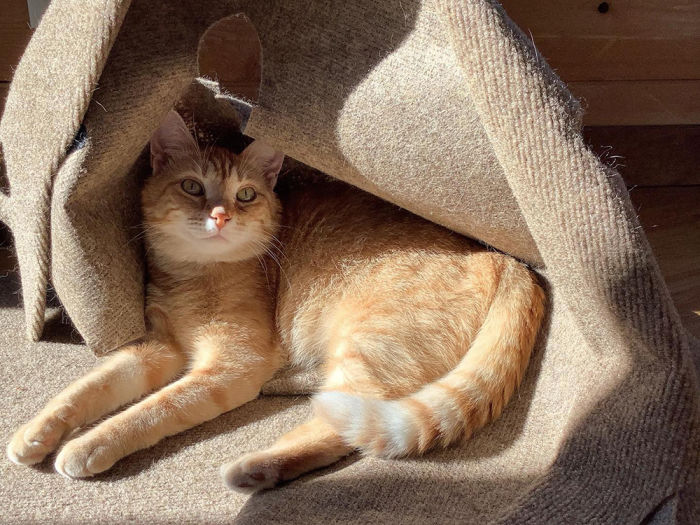 Tan cat laying in the sunlight on a beige colored Ripple Rug