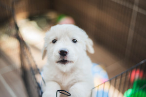 an image of a baby golden retriever puppy on it's hind legs up on it's cage looking up at the camera