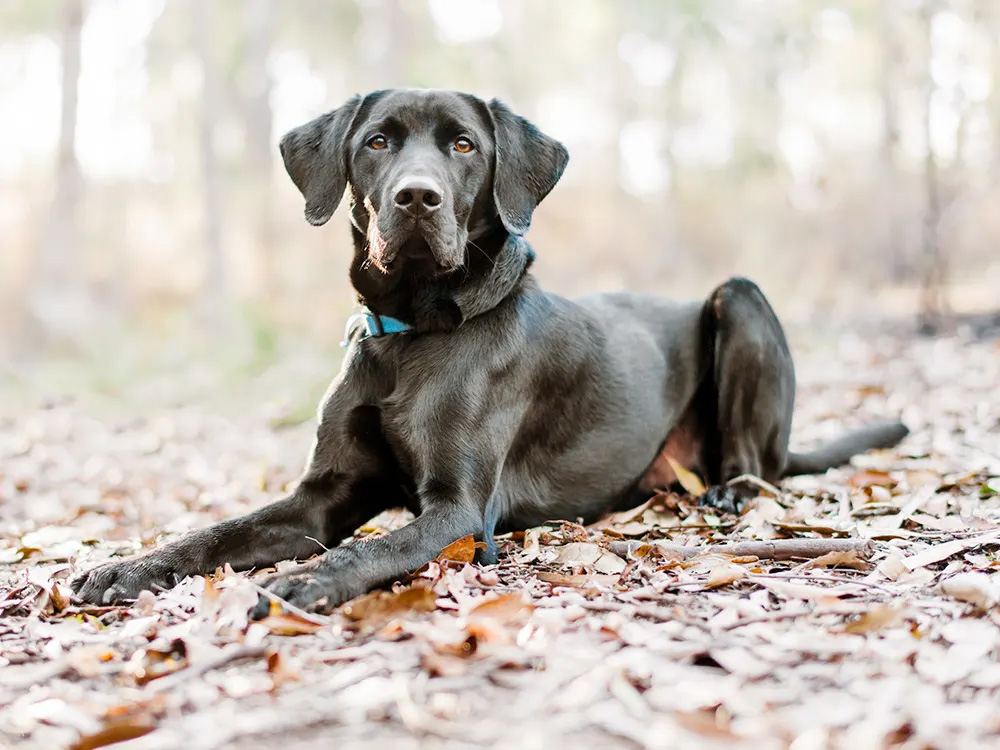 A large black dog lies atop a bed of dead leaves.