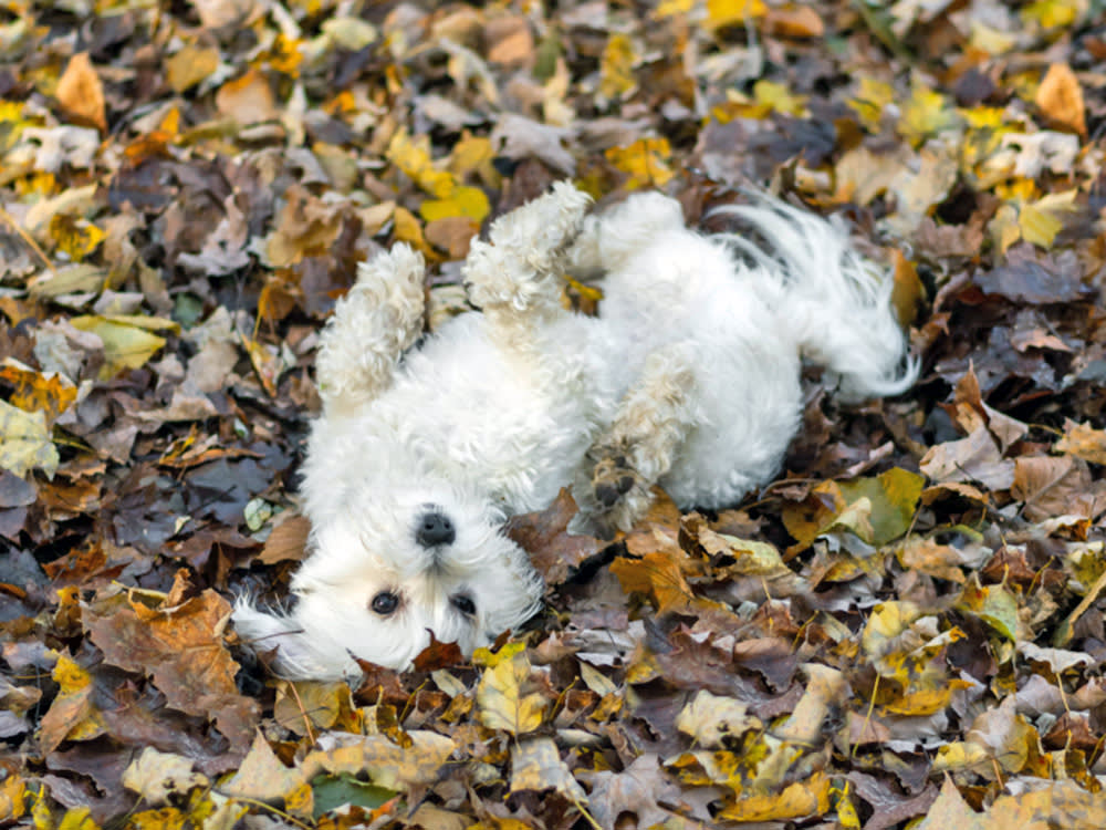Dog rolling around in leaves outside.
