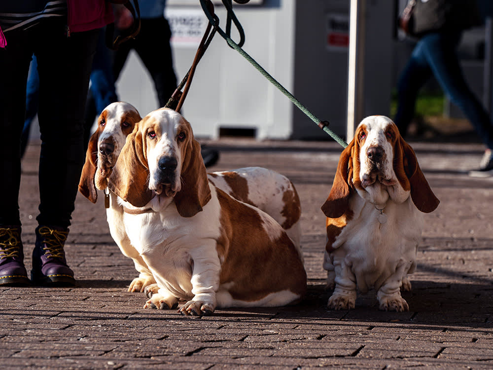 Three Bassett Hound Dogs