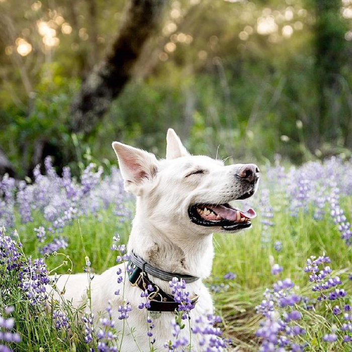 a dog happy in lilac fields 