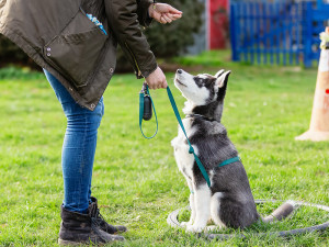 Woman trains with a young husky on a dog training field