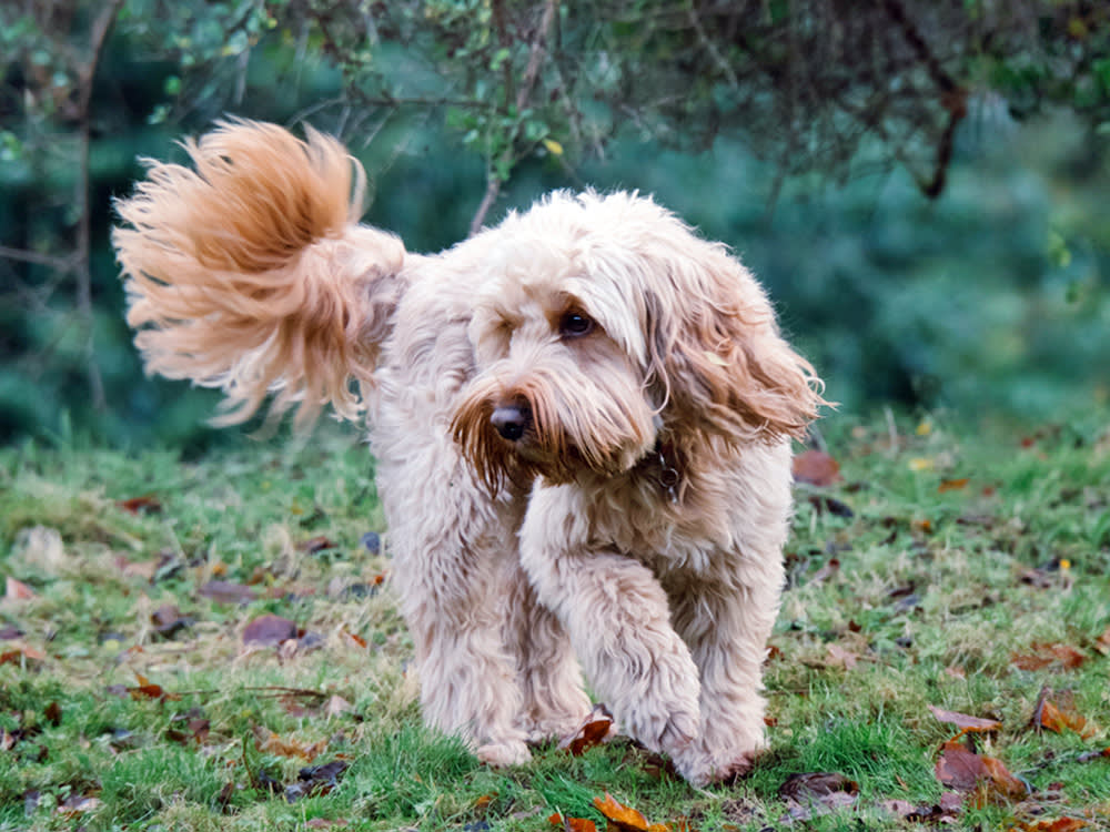 Cockapoo