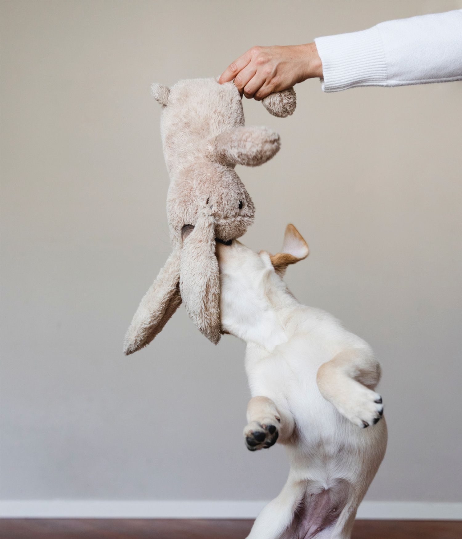 Dog playing with a stuffed animal
