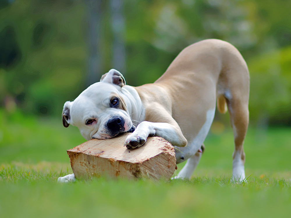 American Bulldog chewing a log