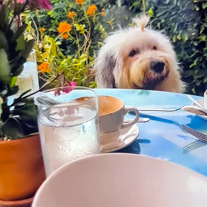 A dog surveys the table at Geoffrey’s
