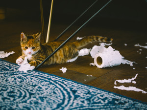 A calico tabby kitten chewing and tearing a roll of toilet tissue.