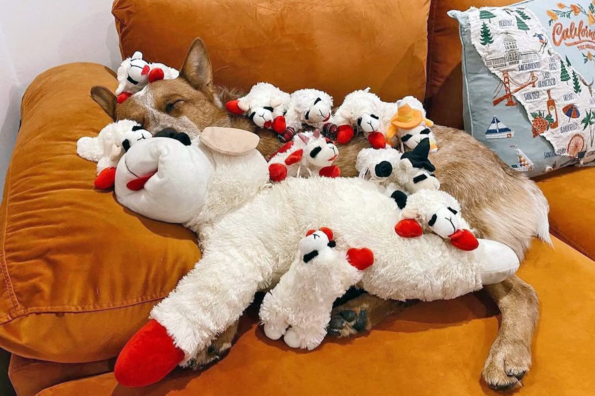 A dog covered in Lambchop toys