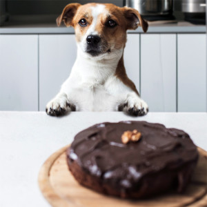Dog staring at chocolate cake on counter.