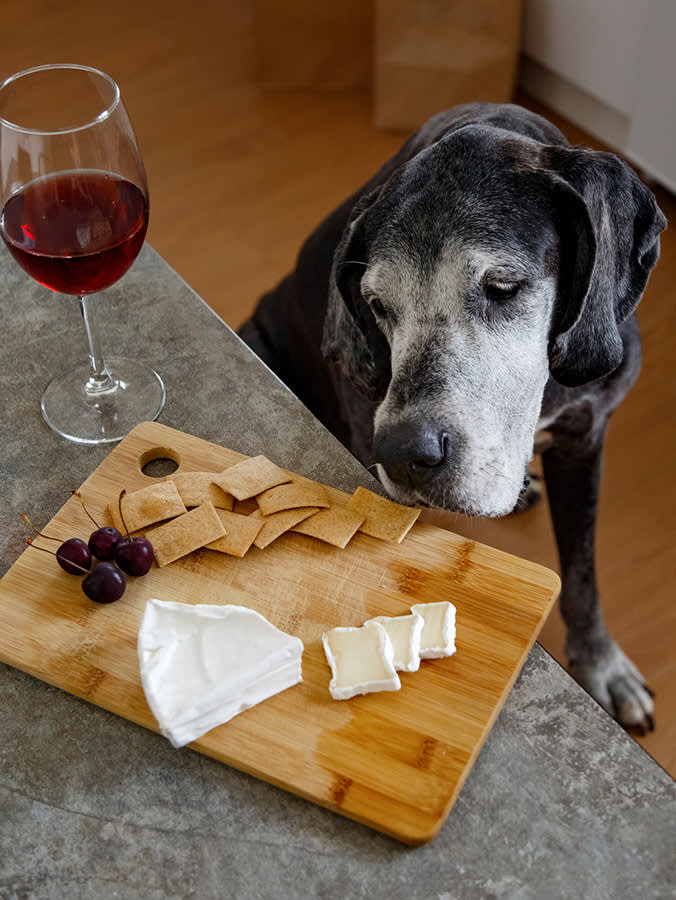 From above Great Dane dog sniffing crackers on cutting board near red wine while stealing food in kitchen at home.
